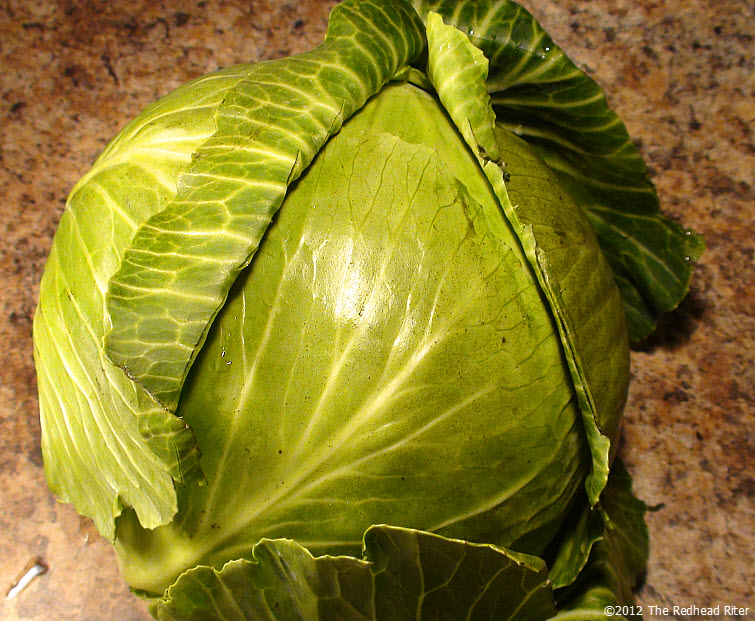 large head of cabbage large head of cabbage