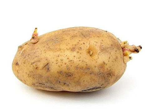potato exercise chuckle funny joke potato exercise chuckle funny joke
