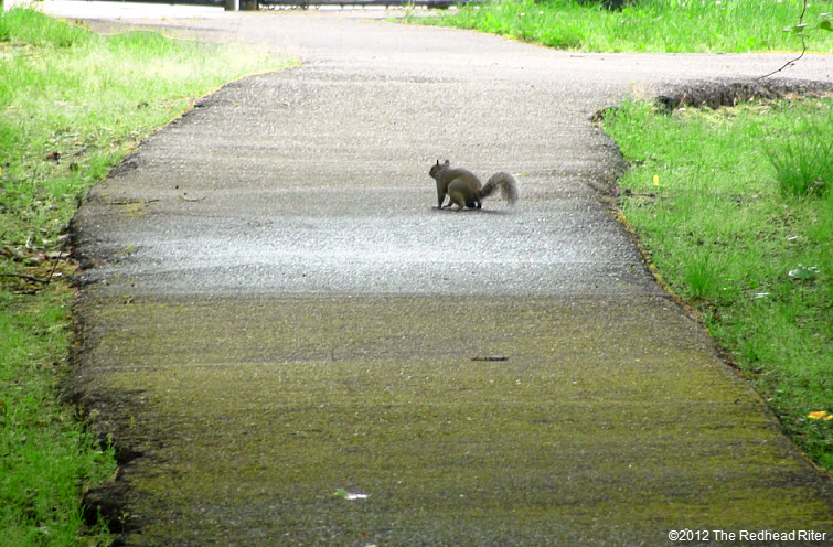 one squirrel walking on path
