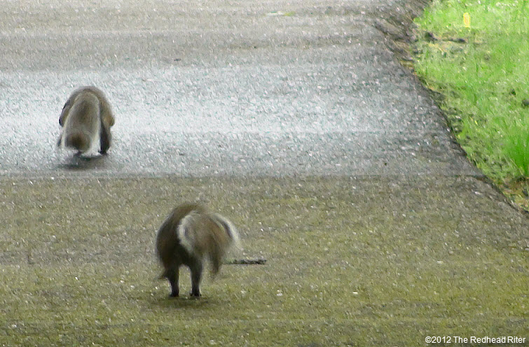 two squirrel s walking on path