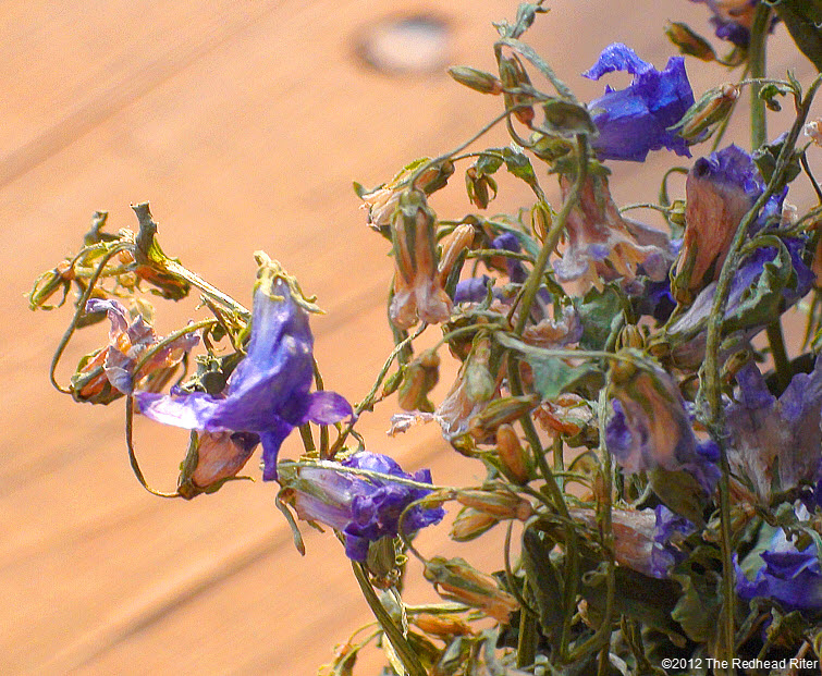 flowers during hot summer 2 flowers during hot summer 2
