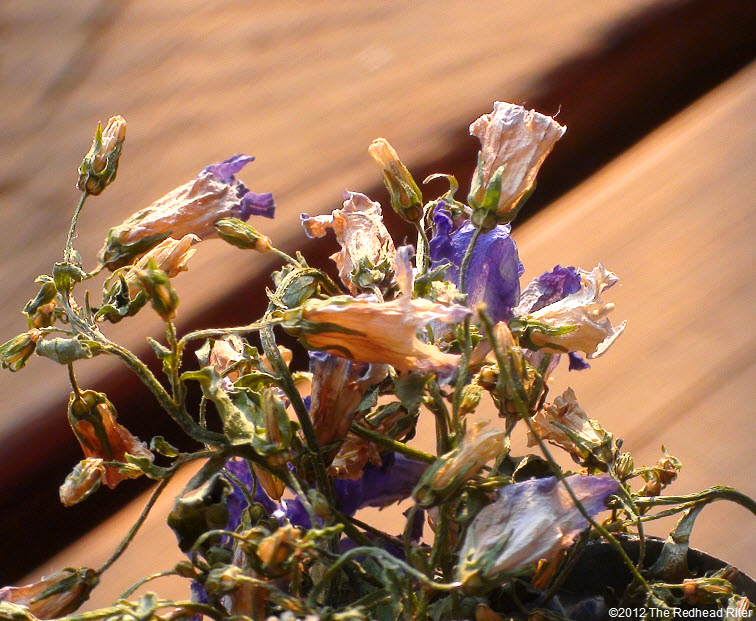 flowers during hot summer 4 flowers during hot summer 4