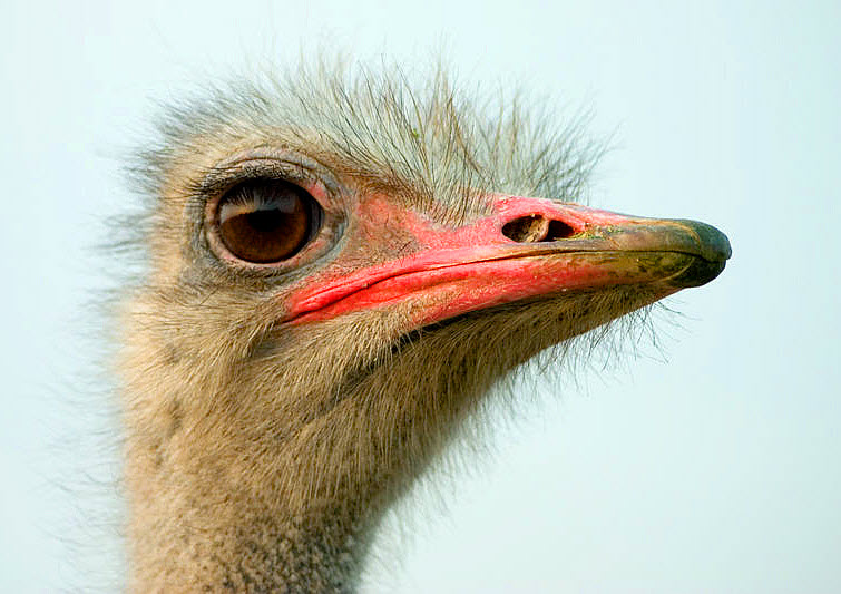 Chuckle of the Day – The Ostrich & Mama’s Bible