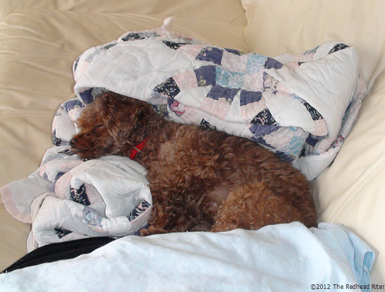 sleeping dog red toy poodle sleeping dog red toy poodle