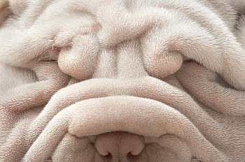 Tim Flach Photography With Amazing Creatures