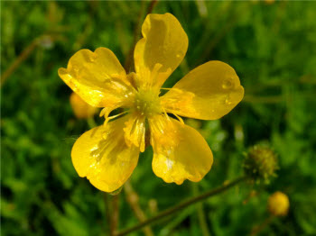 Buttercups In Summer