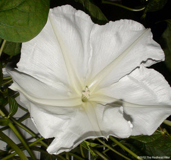 Moonflowers Glow In The Dark