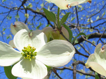 State Flower of Virginia - Flowering Dogwood State Flower of Virginia - Flowering Dogwood