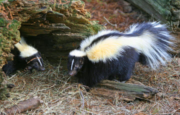 Thumbnail image for Authentic Love And The Stink Of Skunks